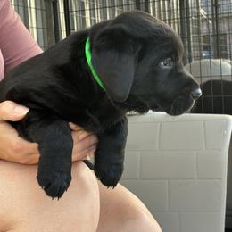 Elvis - Black male Labrador Retriever puppy in Springfield, Missouri from Kellner Labradors