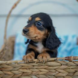 Beamer - Black and tan male Dachshund puppy in Temecula, California from Naomi Magee's Dachshund Kennel