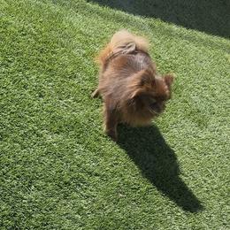 Brandy - Pomeranian