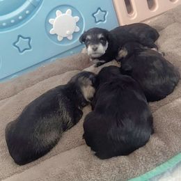 Miniature Schnauzer Puppies from Miniature Schnauzer Paradise llc