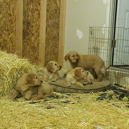 Golden Retriever Puppies from Goldens of Hamm Hollow