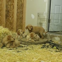 Golden Retriever Puppies from Goldens of Hamm Hollow