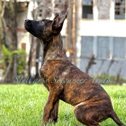 (June'26) Show Candidates - Black brindle female Dutch Shepherd puppy in Lake City, Florida from Crosspointe Canines
