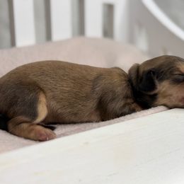 Noel - Cream female Dachshund puppy in Goodyear, Arizona from D&C Royal Dachshunds LLC