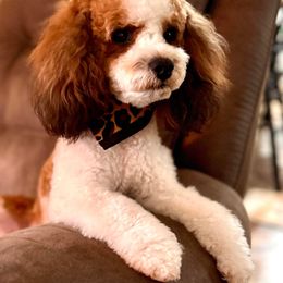 Cavapoo and Poodle All Grown Up from Bright Morning Star Pups