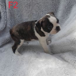 Female 2 - Brindle and white female Boston Terrier puppy in Newton Grove, North Carolina from Sassifras Boston Terriers