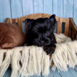 Vivo - Black and tan male Yorkshire Terrier puppy in Tulsa, Oklahoma from Conns Cuddly Canines