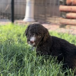 Benson - Brown and white male Bernedoodle puppy in Phoenix, Arizona from Grandview Bernedoodles