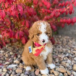 Grey collar - Red female Bernedoodle puppy in Springville, Utah from JW Doodles