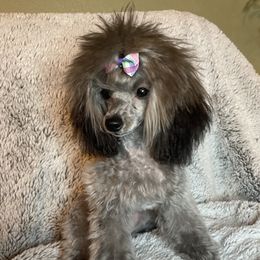 Delilah - Poodle
