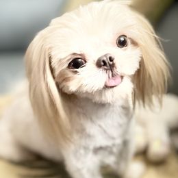 Mr. Miagi - Shih Tzu