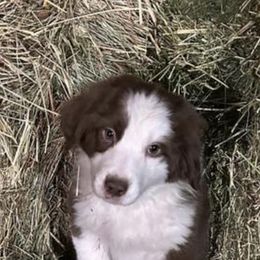 Australian Shepherds from Hillside Acre