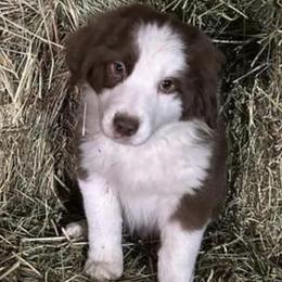 Australian Shepherds from Hillside Acre