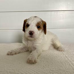 Raven - Parti female Goldendoodle puppy in Stanford, Kentucky from Holloway Goldendoodles