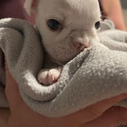 Bulldog and French Bulldog Puppies from The Georgia Bully Bunch