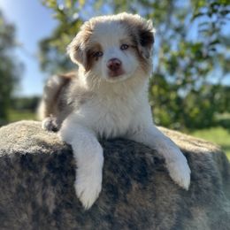 Miniature Australian Shepherd Puppies from Southern Lane Aussies