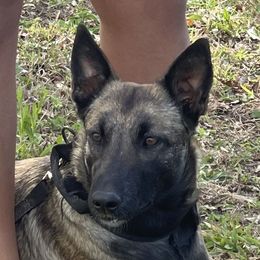 Aura - Belgian Malinois