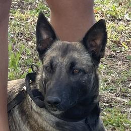 Aura - Belgian Malinois