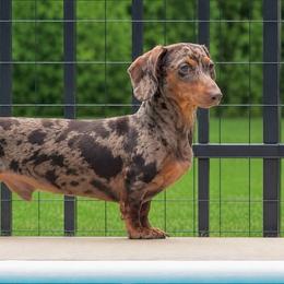 Drako - Dachshund