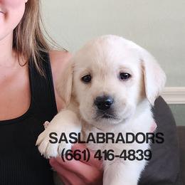 Blue collar - Yellow male Labrador Retriever puppy in Palmdale, California from Sweet As Sugar Labradors