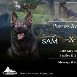 German Shepherd All Grown Up from Alta Concordia German Shepherds