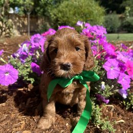Reef - Green - Red male Australian Labradoodle puppy in Citrus Heights, California from Elite Blend Labradoodles