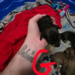 Girl 1 - Cream female Dachshund puppy in Sour Lake, Texas from Rigdon's dachshunds