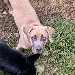 Cane Corso All Grown Up from Mass Cane Corso