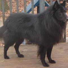 Belgian Sheepdogs from Terri Kordulak's Belgian Sheepdogs