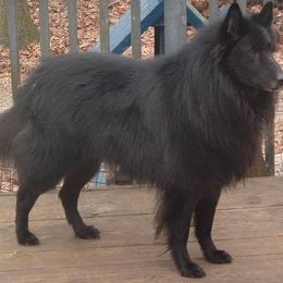 Belgian Sheepdogs from Terri Kordulak's Belgian Sheepdogs