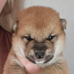 Rei - Red female Shiba Inu puppy in Marianna, Florida from Diwasou