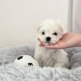 Glitz - White male Maltese puppy in Mc Kinney, Texas from Made to Love Maltese LLC
