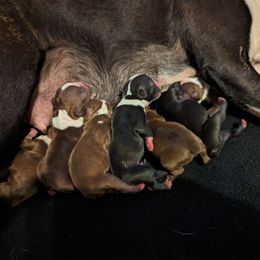Boston Terrier puppies from Jamie's Boston Terrier Babies
