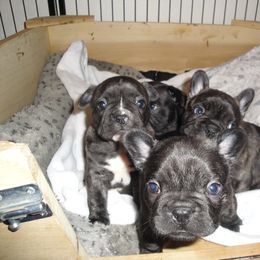 French Bulldog Puppies from Teri's French Bulldogs of West Texas