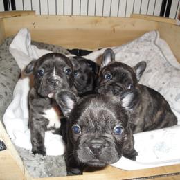 French Bulldog Puppies from Teri's French Bulldogs of West Texas