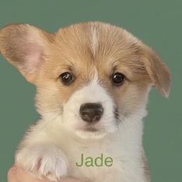 Jade - Red female Pembroke Welsh Corgi puppy in Grenada, California from California Corgi Butts