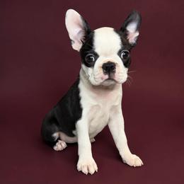 AKC Trixie - Black brindle and white female Boston Terrier puppy in Galena, Kansas from RottNBostons