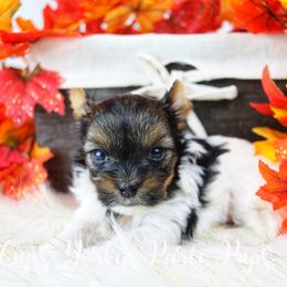 Nami (Stella) - Parti Yorkshire Terrier puppy in Austin, Arkansas from Cup's Yorkie Parti Pups