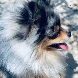 Meeko - Pomeranian
