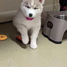 Siberian Husky Puppies from Funky Farm AKC Siberian Huskies Kennel
