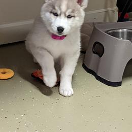 Siberian Husky Puppies from Funky Farm AKC Siberian Huskies Kennel