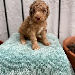 Sand - Merle male Goldendoodle puppy in Atlantic Beach, Florida from Glamorous Golden Doodles