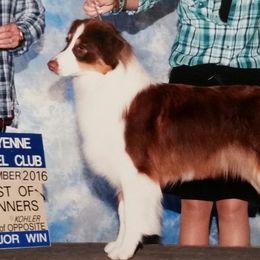 Ivy - Australian Shepherd