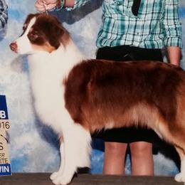 Ivy - Australian Shepherd