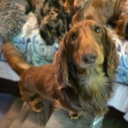 Dutton - Chocolate and tan male Dachshund puppy in Ethel, Washington from Mickey's Miracle Doxies