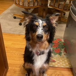 Molly - Australian Shepherd