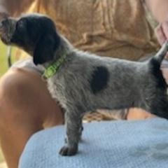 German Wirehaired Pointer Puppies from Jagged Edge German Wirehaired Versatility Dogs