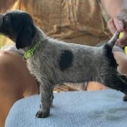 German Wirehaired Pointer Puppies from Jagged Edge German Wirehaired Versatility Dogs