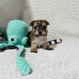'Happy' - Tan male Morkie puppy in Durand, Wisconsin from Larson’s Legacy Aussome Aussie Kennels