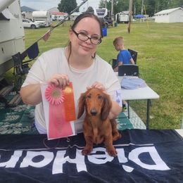Brittany and Dachshund Puppies from Township Line Dachshunds & Brittanys